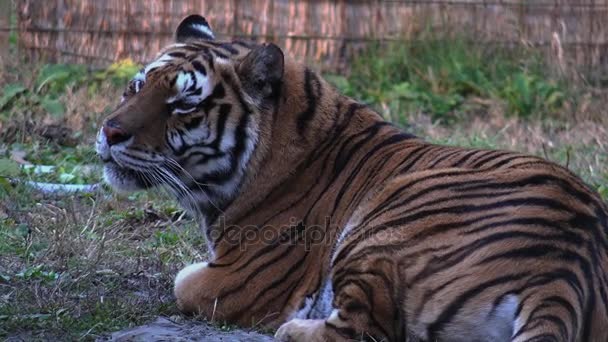 Bengalisk tiger vilar — Stockvideo