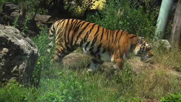 El tigre de Bengala caminaba por el bosque — Vídeo de stock