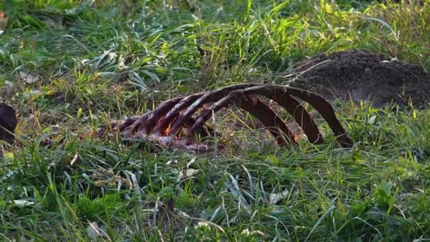 Szczątki zwierząt zjedzony przez drapieżniki w trawie — Wideo stockowe
