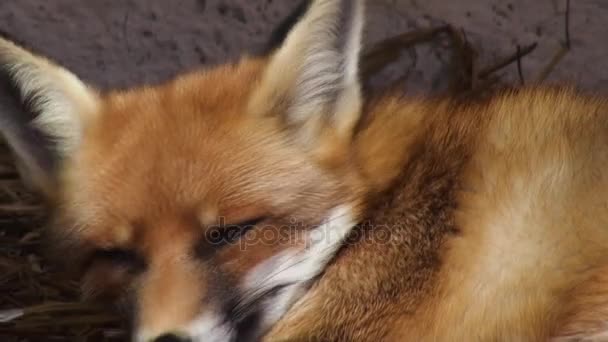 Cabeza de zorro con ojos naranjas, color artificial — Vídeos de Stock