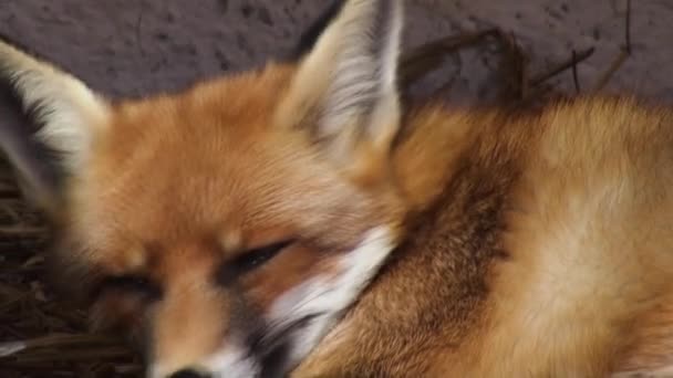 Cabeza de zorro con ojos violeta, color artificial — Vídeos de Stock