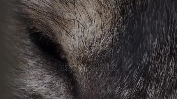 Λύκος κεφάλι με έντονο κίτρινο μάτι, τεχνητά χρωματισμένα — Αρχείο Βίντεο