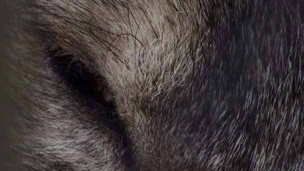 Wolf head with red eye, artificial colored — Stock Video