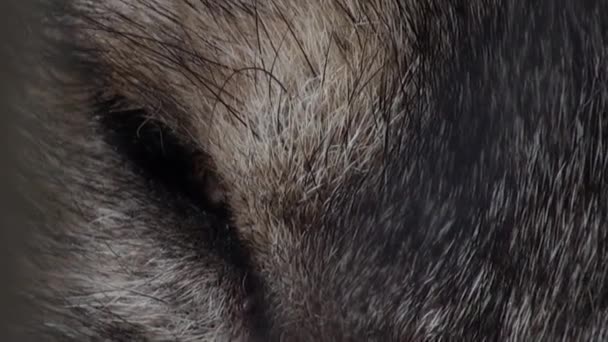 Cabeza de lobo con ojo rojo intenso, color artificial — Vídeo de stock