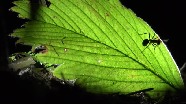 Colonia de hormigas sobre una hoja iluminada artificialmente — Vídeos de Stock