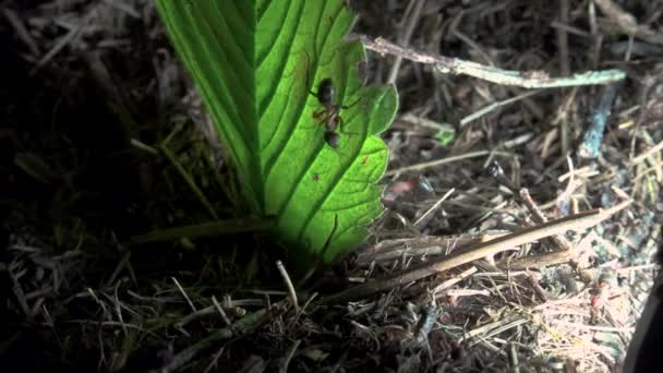 Colonia de hormigas sobre una hoja iluminada artificialmente — Vídeos de Stock