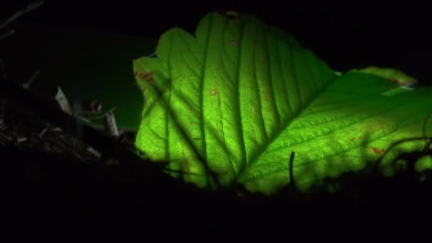 Colonie de fourmis sur une feuille illuminée artificiellement 