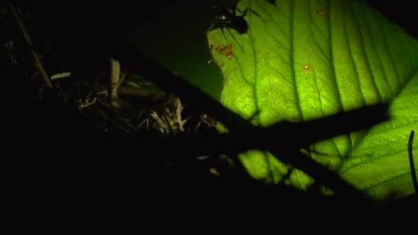 Colônia de formigas em uma folha artificialmente iluminada — Vídeo de Stock