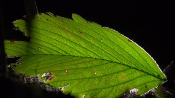 Ameisenkolonie auf künstlich beleuchtetem Blatt — Stockvideo