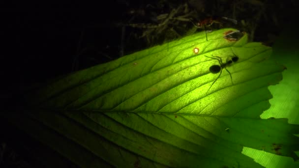 Colonie de fourmis sur une feuille illuminée artificiellement 