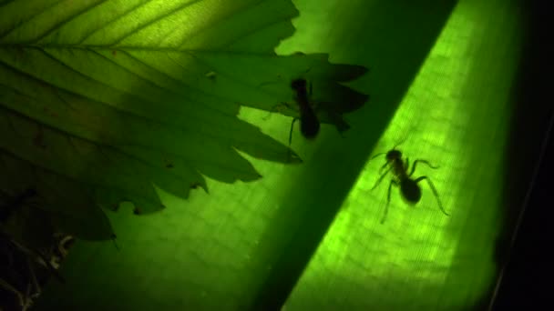 Colonie de fourmis sur une feuille illuminée artificiellement 