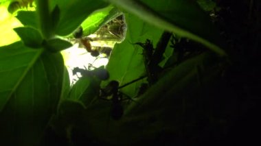 Yapay olarak ışıklı bir yaprak üzerinde karınca kolonisi