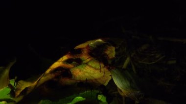 Yapay olarak ışıklı bir yaprak üzerinde karınca kolonisi