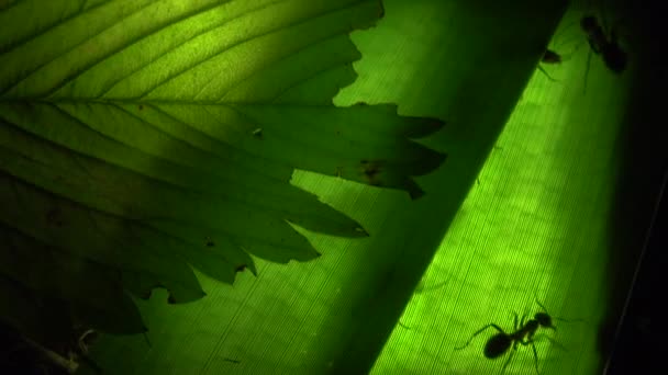Colonie de fourmis sur une feuille illuminée artificiellement — Video