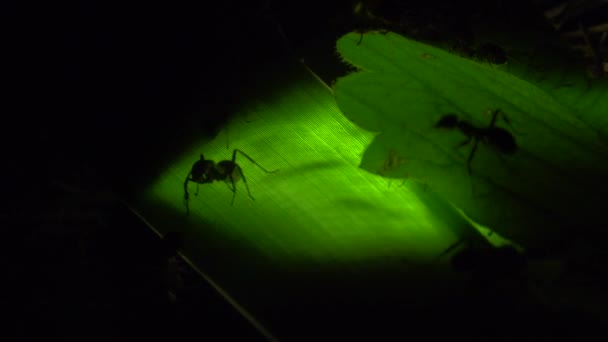 Colonia de hormigas sobre una hoja iluminada artificialmente — Vídeo de stock