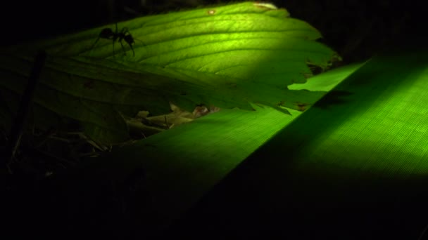 Колония муравьев на искусственно освещенном листе — стоковое видео