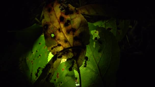 Colonia de hormigas sobre una hoja iluminada artificialmente — Vídeos de Stock