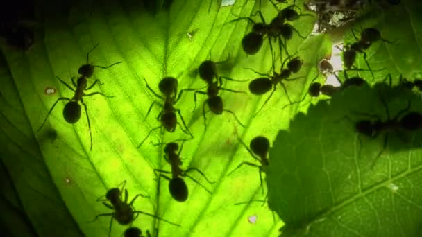 Ameisenkolonie auf künstlich beleuchtetem Blatt — Stockvideo