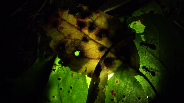 人工的に照らされた葉の上の蟻コロニー — ストック動画