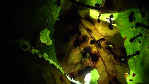 Colonia furnicilor pe o frunză iluminată artificial — Videoclip de stoc