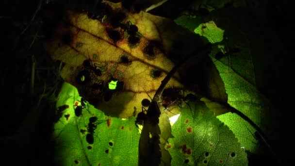 Ameisenkolonie auf künstlich beleuchtetem Blatt — Stockvideo