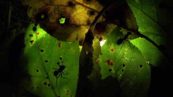 Colonie de fourmis sur une feuille illuminée artificiellement — Video