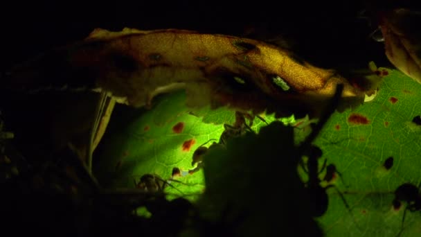 Colonie de fourmis sur une feuille illuminée artificiellement — Video