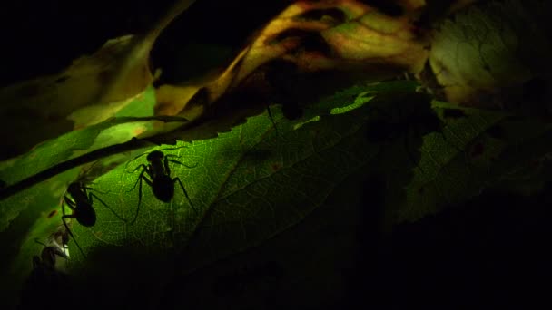 Colonia di formiche su una foglia illuminata artificialmente — Video Stock