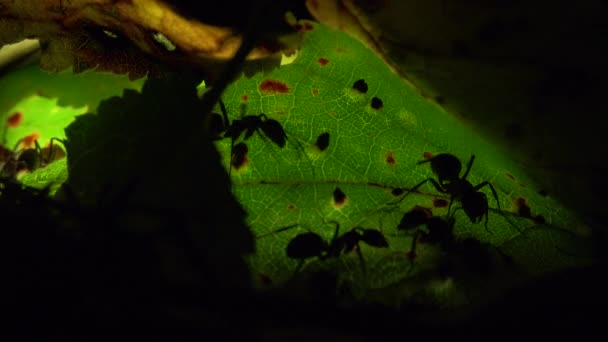 Мурахи колонії на штучно освітленому листі — стокове відео