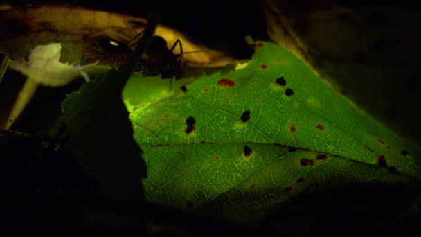Colonie de fourmis sur une feuille illuminée artificiellement — Video