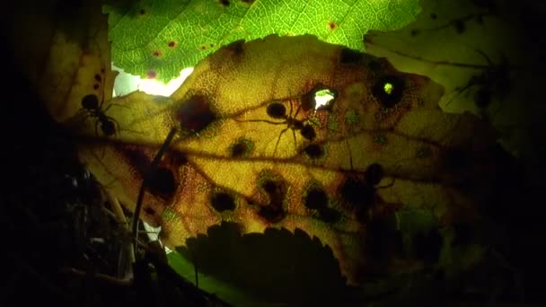 Colonia de hormigas sobre una hoja iluminada artificialmente — Vídeos de Stock