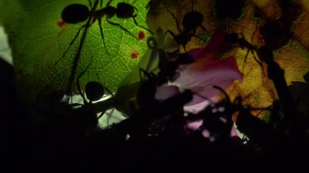 Ants colony on an artificially illuminated leaf — Stock Video