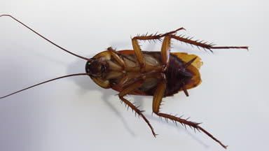 İzole hamamböceği ve ışık efektleri ile beyaz cam ölüyor