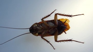 İzole hamamböceği ve ışık efektleri ile beyaz cam ölüyor