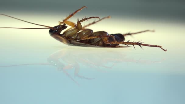 Zole Hamamböceği Işık Efektleri Ile Beyaz Cam Ölüyor — Stok video