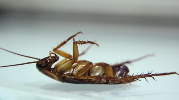 Κατσαρίδα Που Απομονώνονται Και Πεθαίνουν Λευκό Γυαλί Εφέ Φωτισμού — Αρχείο Βίντεο