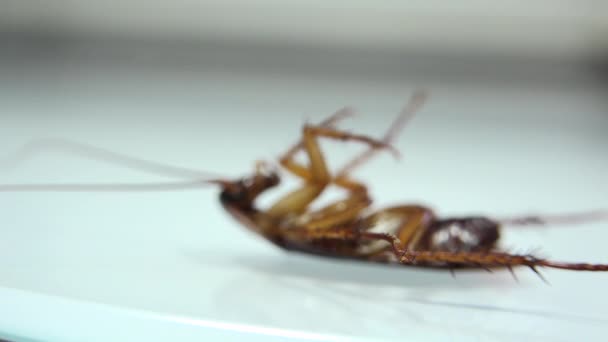 Kakerlake Isoliert Und Stirbt Auf Weißem Glas Mit Lichteffekten — Stockvideo