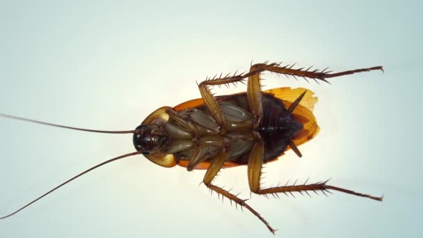 Cucaracha Aislada Moribunda Vidrio Blanco Con Efectos Luz — Vídeos de Stock