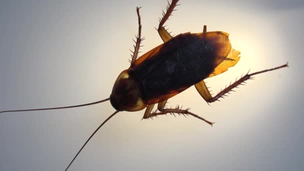 Cucaracha Aislada Moribunda Vidrio Blanco Con Efectos Luz — Vídeo de stock