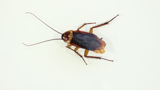 Cucaracha Aislada Moribunda Vidrio Blanco Con Efectos Luz — Vídeo de stock