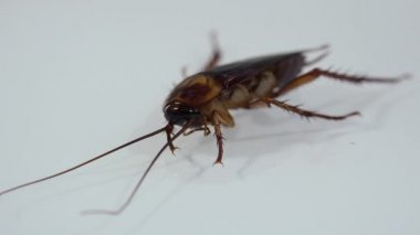 İzole hamamböceği ve ışık efektleri ile beyaz cam ölüyor