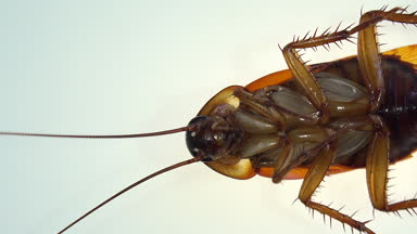 İzole hamamböceği ve ışık efektleri ile beyaz cam ölüyor