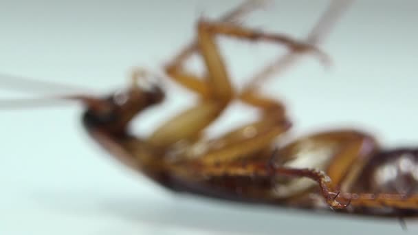 白玻璃上的灭蟑螂与光效 — 图库视频影像