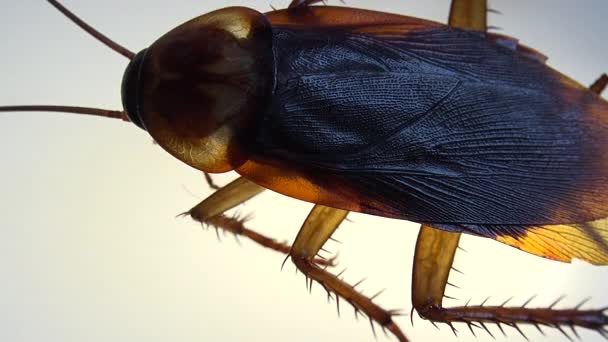 Cockroach Isolated Dying White Glass Light Effects — Stock Video