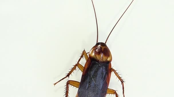 Cucaracha Aislada Moribunda Vidrio Blanco Con Efectos Luz — Vídeo de stock