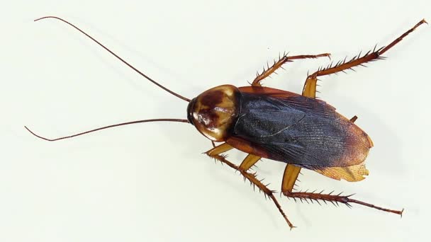 Cucaracha Aislada Moribunda Vidrio Blanco Con Efectos Luz — Vídeos de Stock