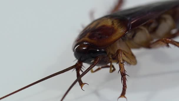 Kakkerlak Geïsoleerd Sterven Wit Glas Met Lichteffecten — Stockvideo