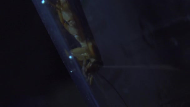 Cucaracha Aislada Esconde Lugares Oscuros Efectos Luz — Vídeos de Stock