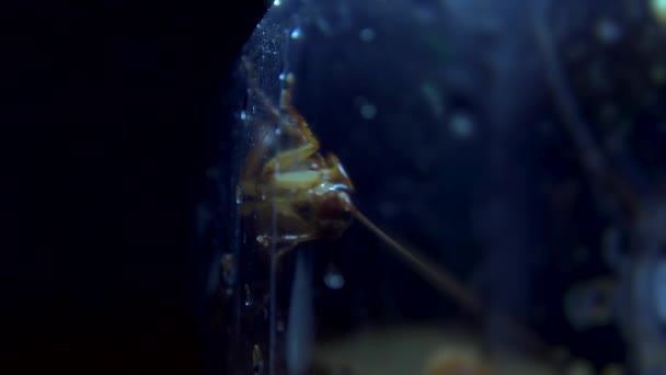 Zole Hamamböceği Karanlık Yerlerde Işık Efektleri Gizleme — Stok video