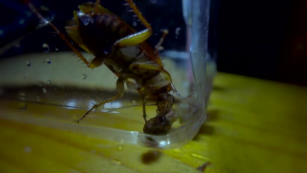 Cafard isolé se cache dans des endroits sombres, effets de lumière 